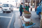 새마을부녀회원 여름꽃 식재 모습(99.05.21_동북로변-복현오거리~축협) 5
